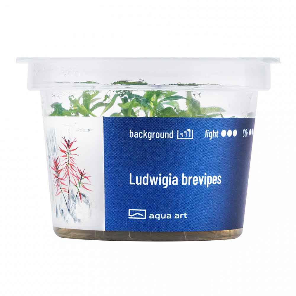 Aqua Art Ludwigia brevipes in Vitro Cup