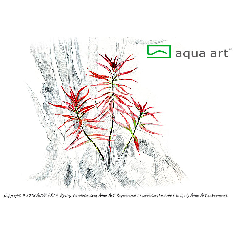 Aqua Art Ludwigia brevipes in Vitro Cup