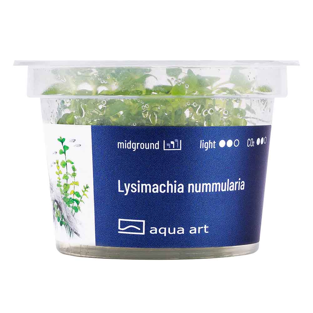Aqua Art Lysimachia nummularia in Vitro Cup