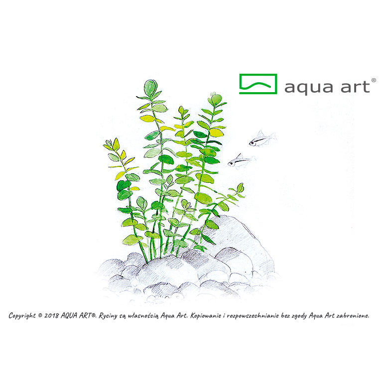 Aqua Art Micranthemum umbrosum in Vitro Cup