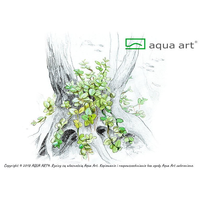 Aqua Art Micranthemum &quot;Monte Carlo&quot; in Vitro Cup