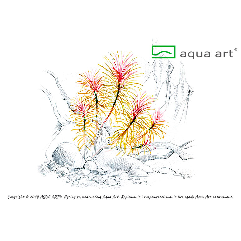 Aqua Art Pogostemon stellatus in Vitro Cup