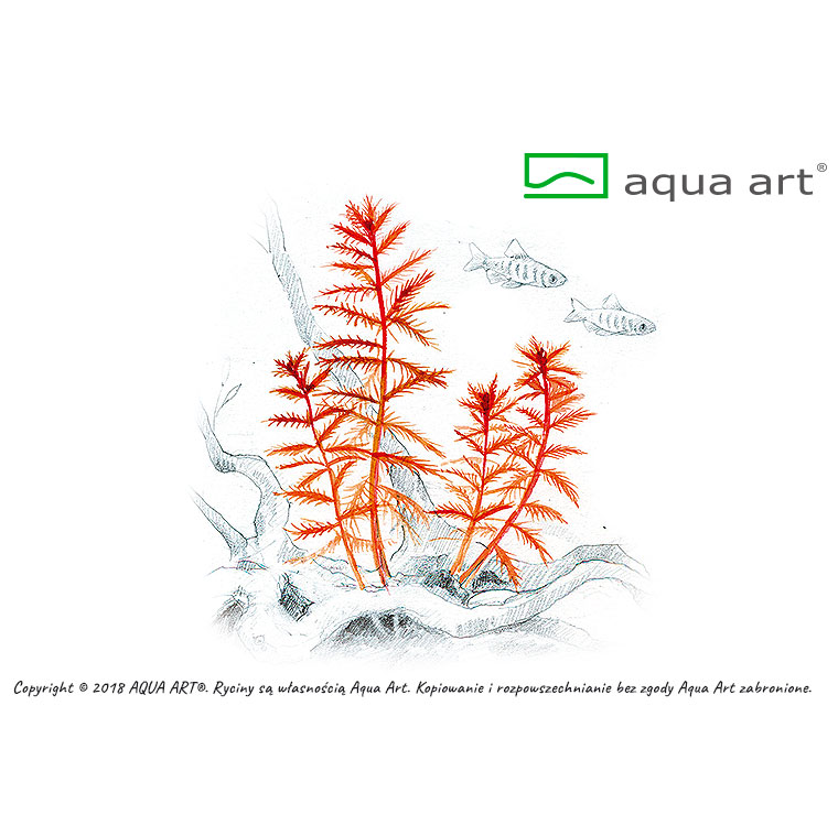 Aqua Art Proserpinaca palustris in Vitro Cup