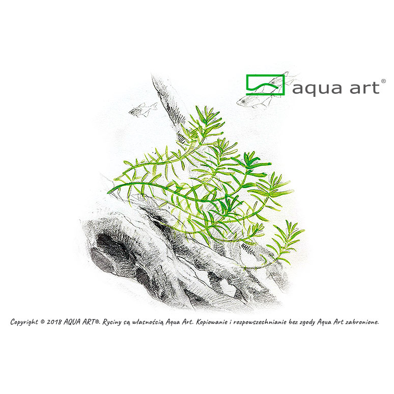 Aqua Art Rotala rotundifolia in Vitro Cup