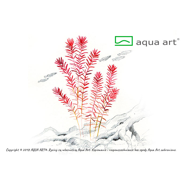 Aqua Art Rotala rotundifolia