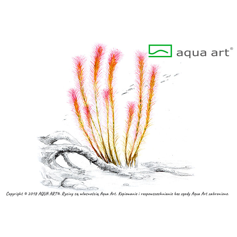 Aqua Art Rotala wallichii in Vitro Cup