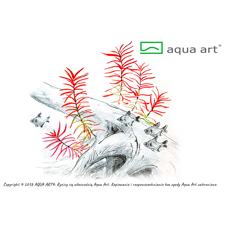 Aqua Art Ludwigia sp.'Super Mini Red' in Vitro Cup