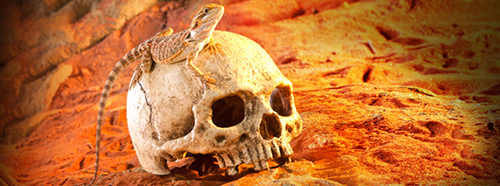 Exoterra Primate Skull nascondiglio sicuro per rettili