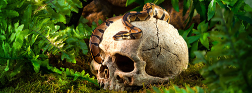 Exoterra Primate Skull nascondiglio sicuro per rettili