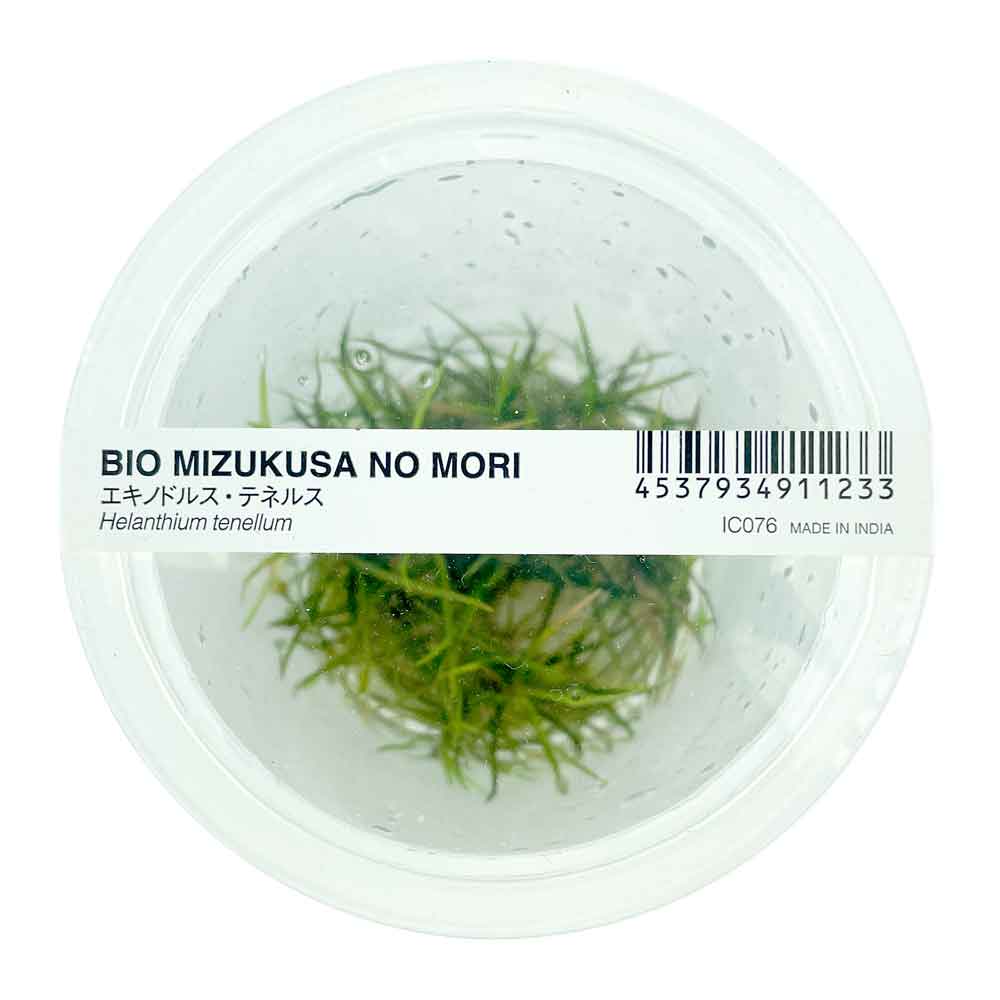 Ada Bio Mizukusa No Mori Helanthium Echinodorus tenellum in Vitro Cup (8Ø-10H)