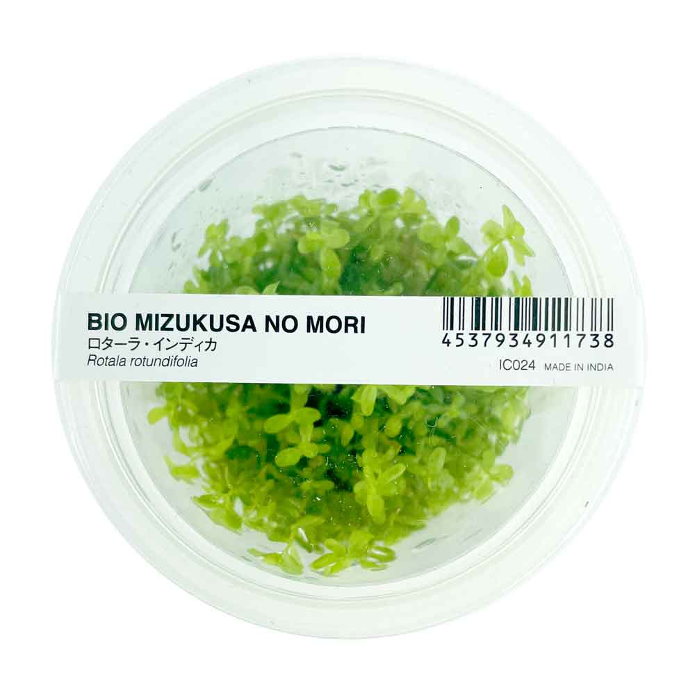 Ada Bio Mizukusa No Mori Rotala rotundifolia in Vitro Cup (8Ø-10H)