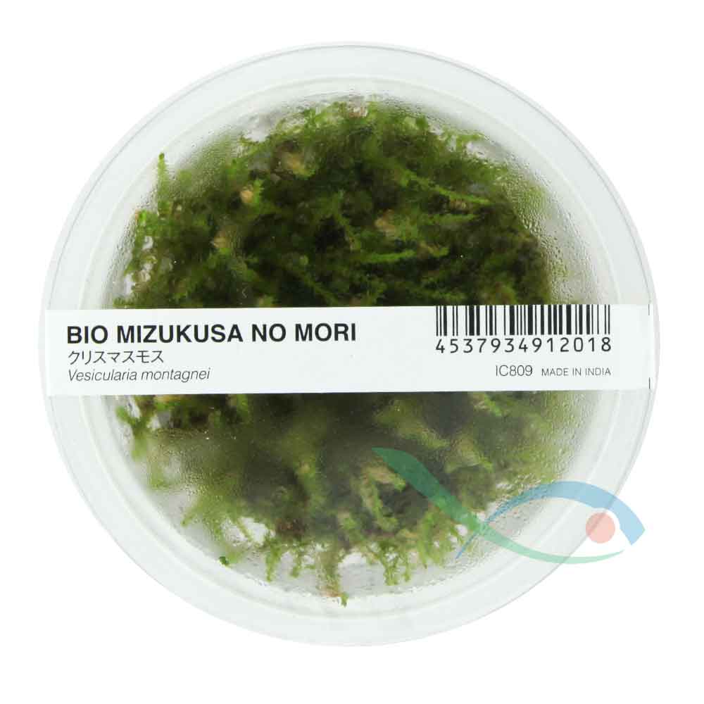 Ada Bio Mizukusa No Mori Vesicularia montagnei in Vitro Cup (8Ø-10H)