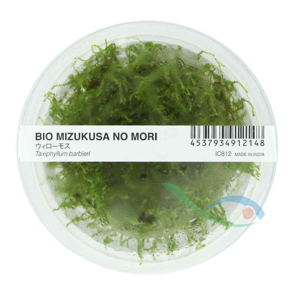 Ada Bio Mizukusa No Mori Taxiphyllum barbieri in Vitro Cup (8Ø-10H)