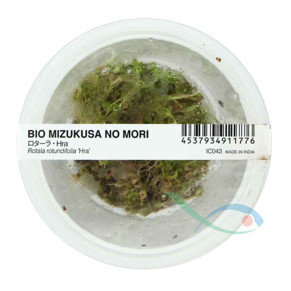 Ada Bio Mizukusa No Mori Rotala rotundifolia Hra in Vitro Cup (7,5Ø-4H)