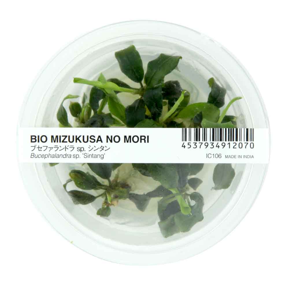 Ada Bio Mizukusa No Mori Bucephalandra pigmaea sp. &quot;Sintang&quot; in Vitro Cup (7,5Ø-4H)