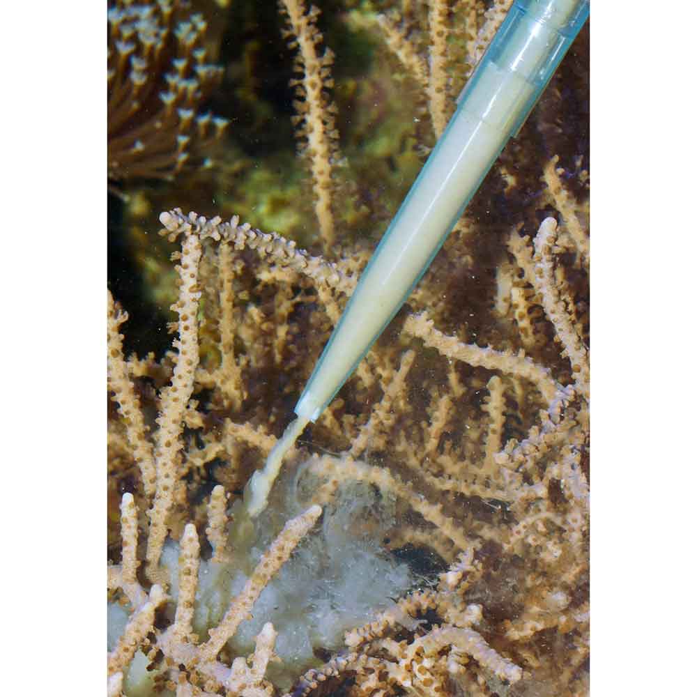 Pipetta alimentazione coralli 35cm 1pz