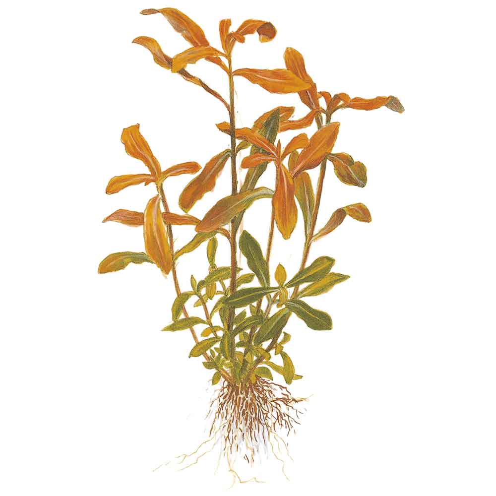 Tropica Nesaea Crassicaulis in vasetto