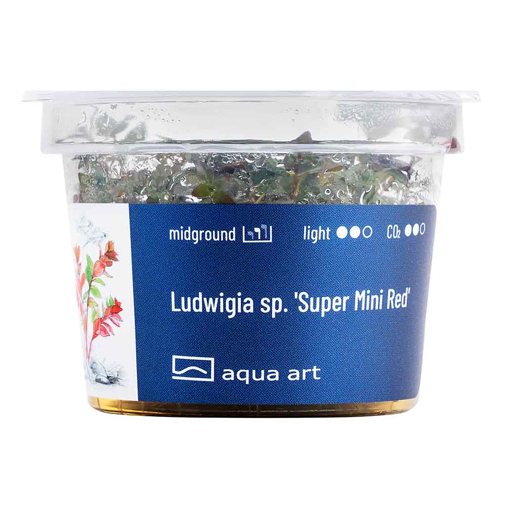 Aqua Art Ludwigia sp.'Super Mini Red' in Vitro Cup