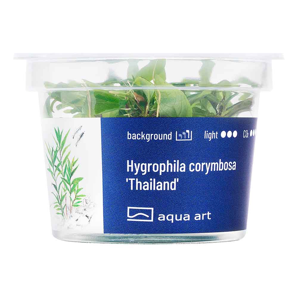 Aqua Art Hygrophila corymbosa 'Thailand' in Vitro Cup