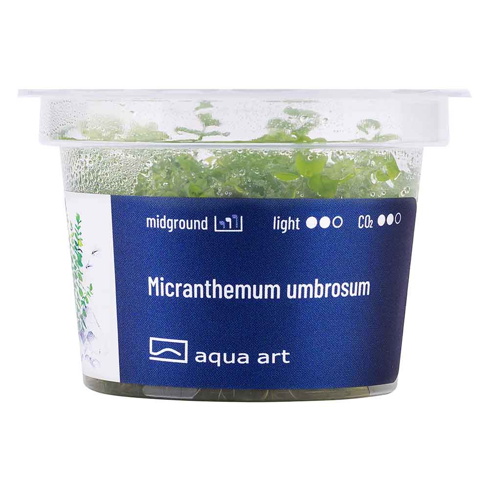 Aqua Art Micranthemum umbrosum in Vitro Cup