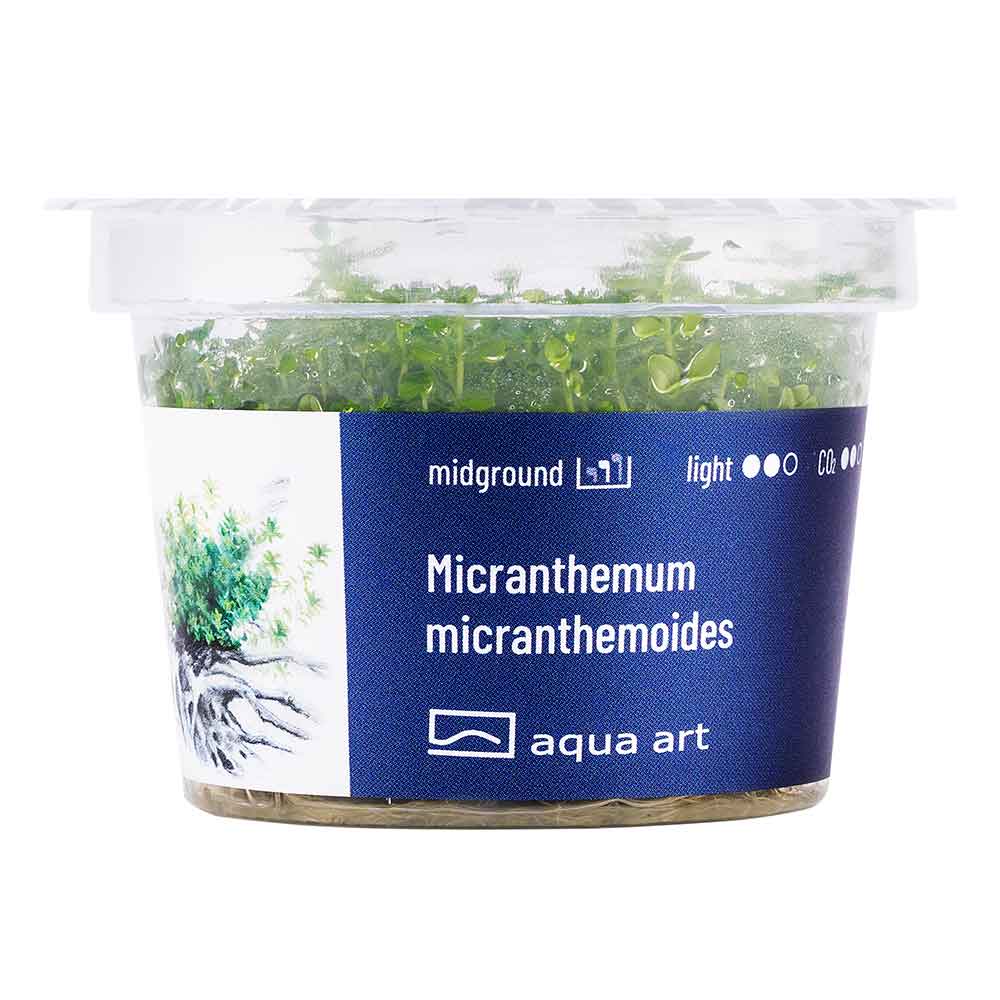 Aqua Art Micranthemum micranhemoides in Vitro Cup