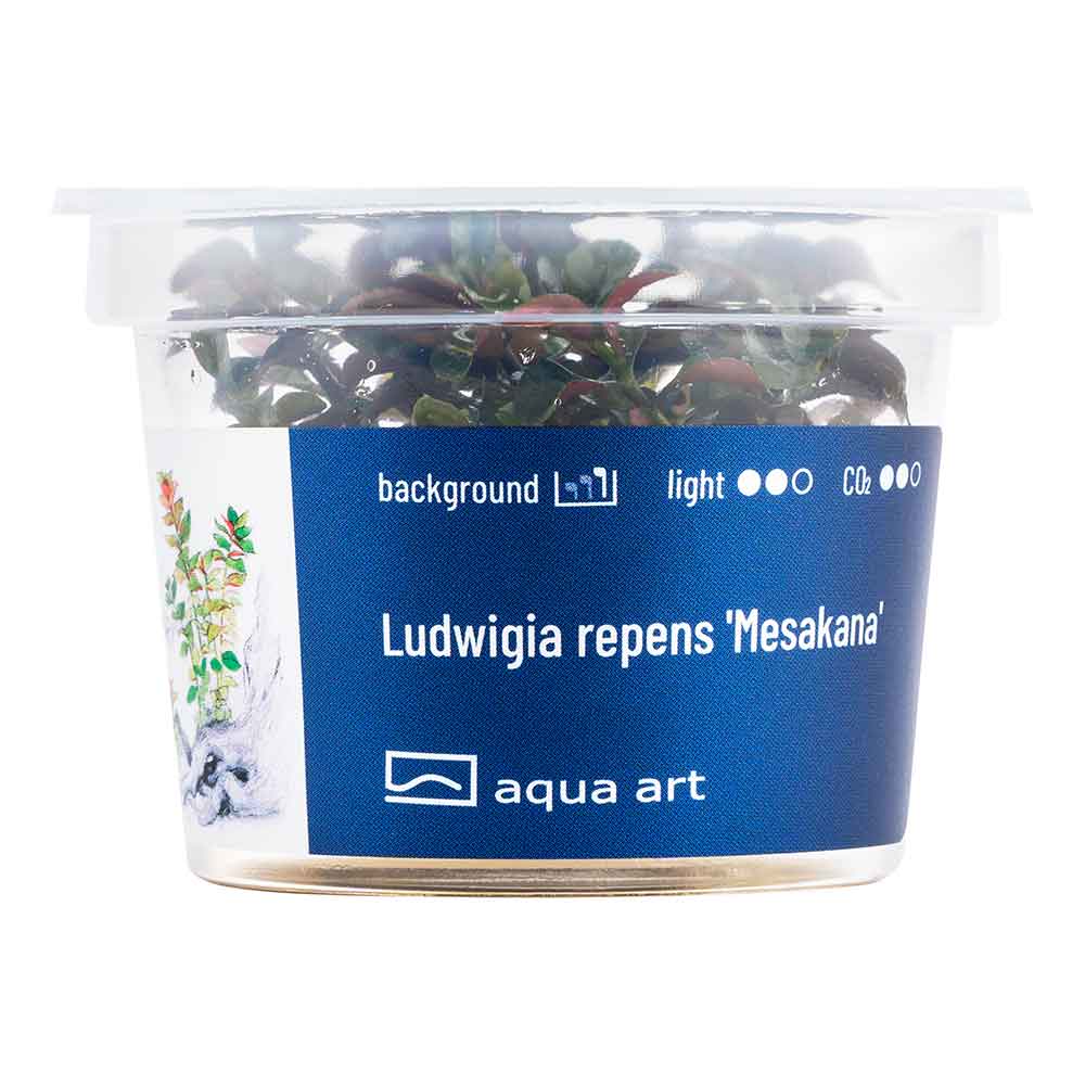 Aqua Art Ludwigia repens 'Mesakana' in Vitro Cup