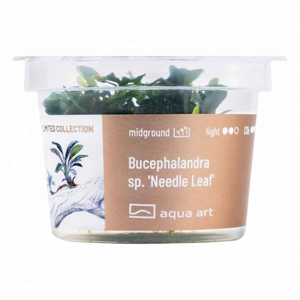 Aqua Art Bucephalandra sp. &quot;Needle Leaf&quot; in Cup Vitro