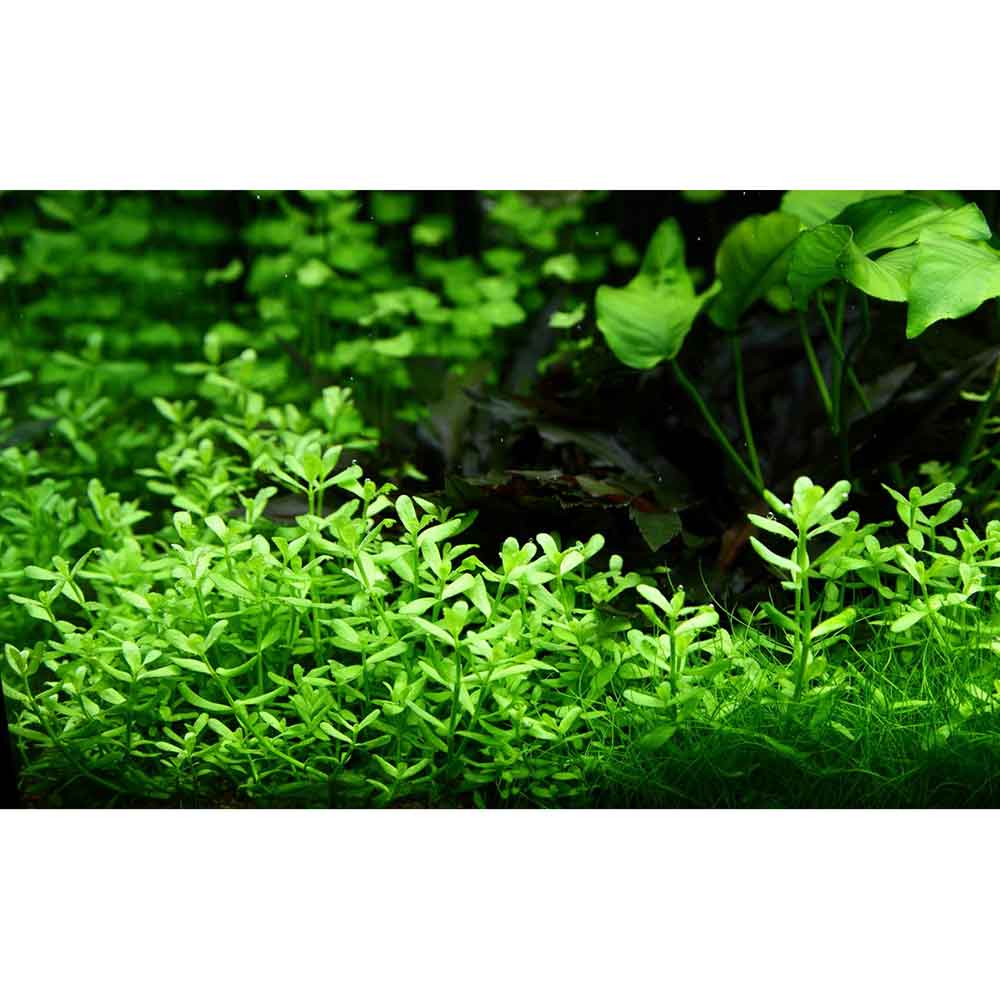 Tropica Single Package Bacopa &quot;Compact&quot; vasetto