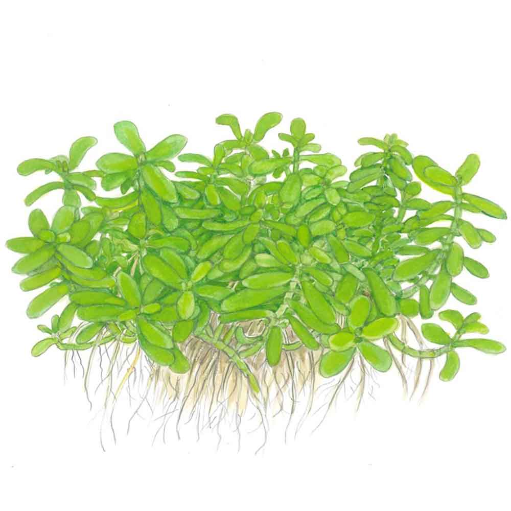 Tropica Single Package Bacopa &quot;Compact&quot; vasetto