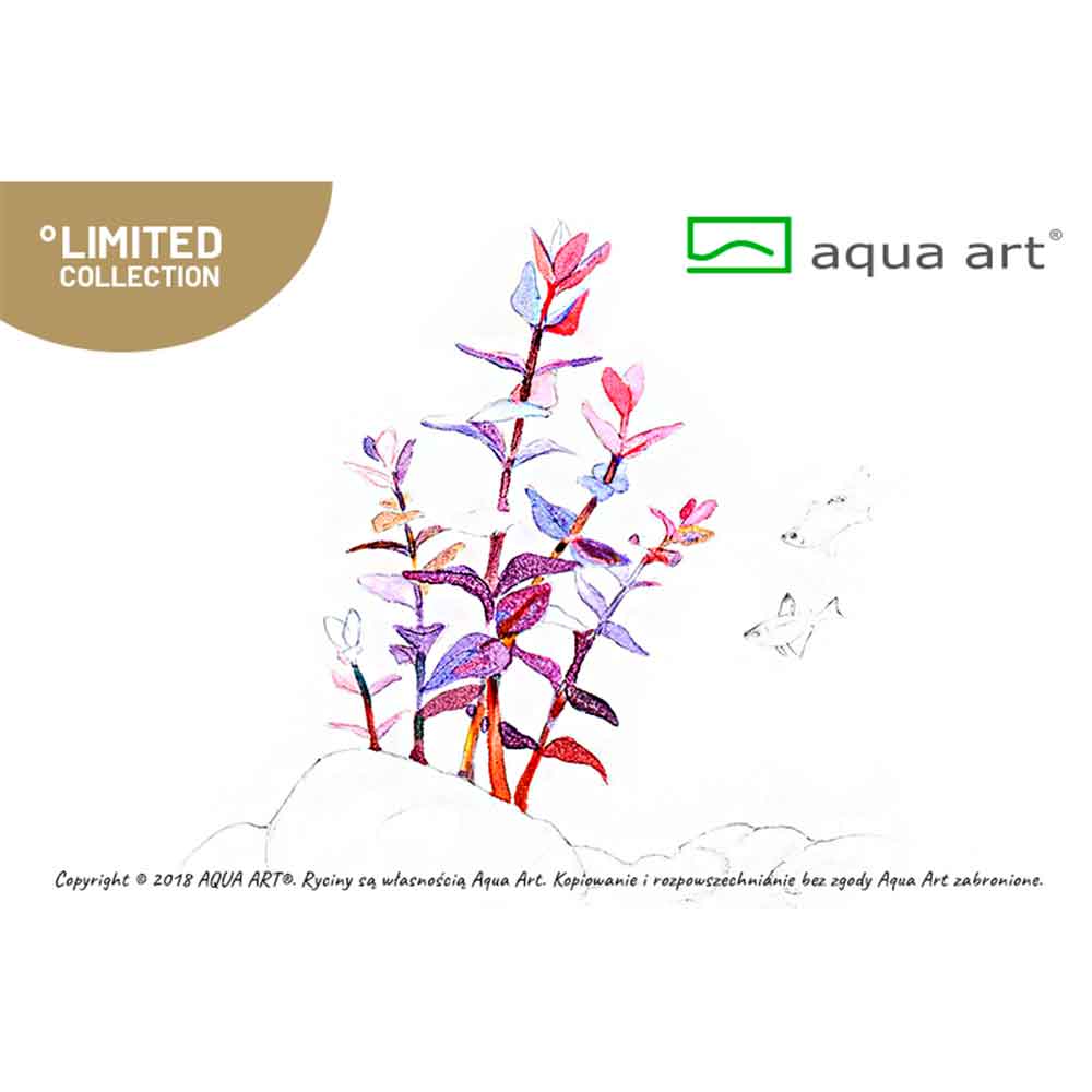 Aqua Art Bacopa salzmannii 'Purple'  in Vitro Cup