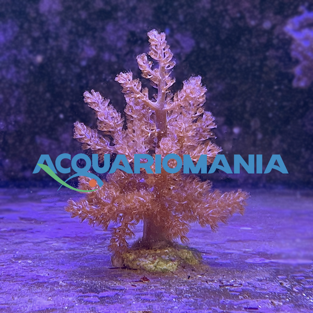 Coralli molli Capnella spp. circa 4-5cm
