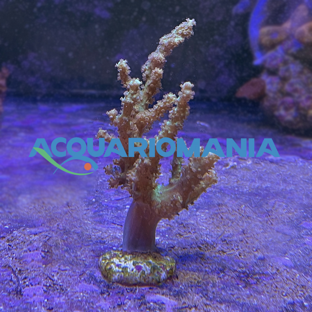 Coralli molli Sinularia Flexibilis circa 8 cm