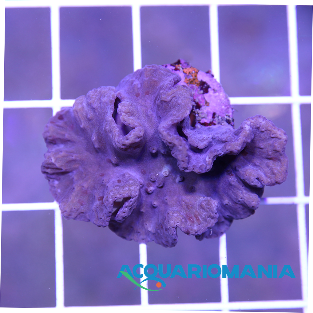 Coralli molli Sinularia dura circa 8-10cm