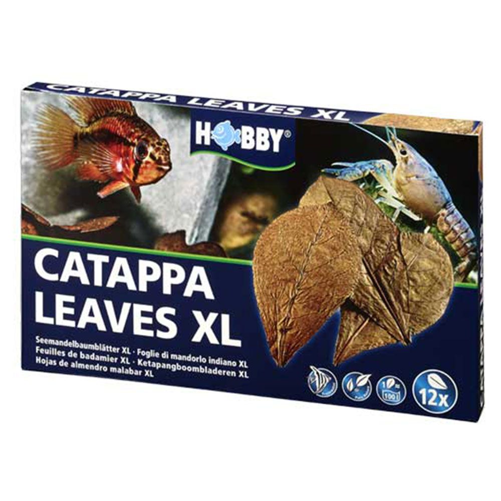 Hobby Catappa Leaves XL Foglie di mandorlo indiano 12pz