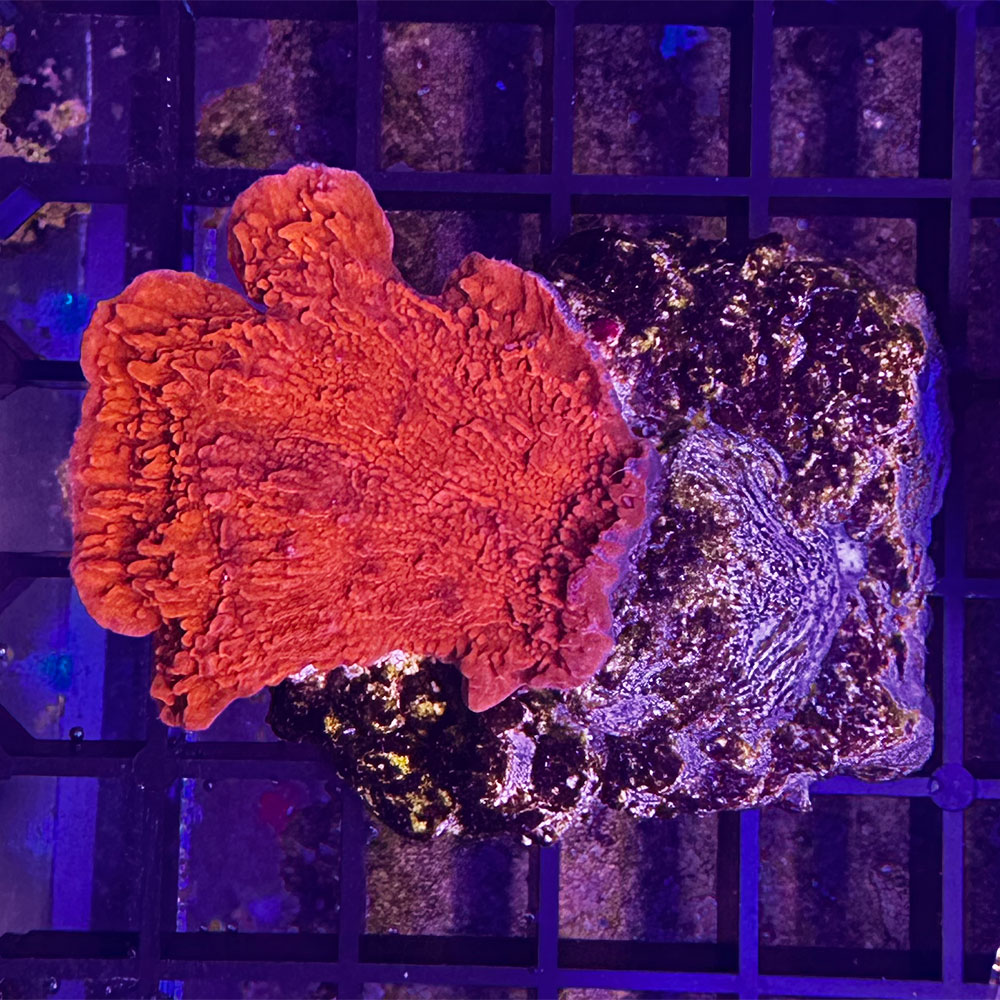 Coralli duri SPS Montipora laminare Red spp. 4-5cm foto reale