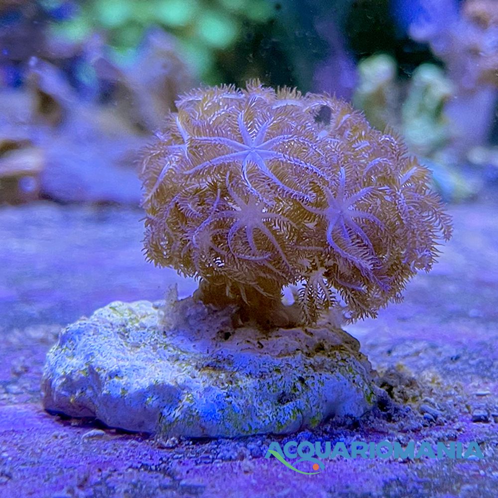 Coralli molli Xenia Pumping sp circa 5-6cm