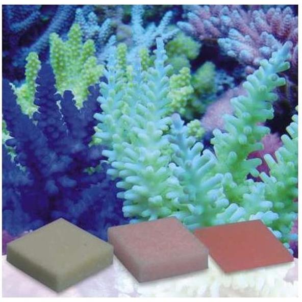 Korallen Zucht Automatic Elements Amino Acid concentrate 5pz