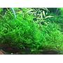 Tropica 1•2•Grow! Taxiphyllum "Taiwan Moss" muschio