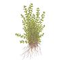 Tropica 1•2•Grow! Hemianthus micranthemoides