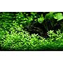 Tropica Single Package Bacopa "Compact" vasetto
