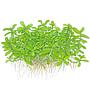 Tropica Single Package Bacopa "Compact" vasetto