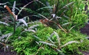 Tropica 1•2•Grow! Hygrophila pinnatifida