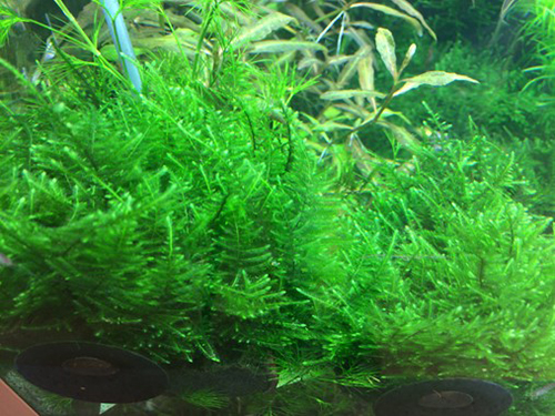 Tropica 1•2•Grow! Taxiphyllum "Taiwan Moss" muschio
