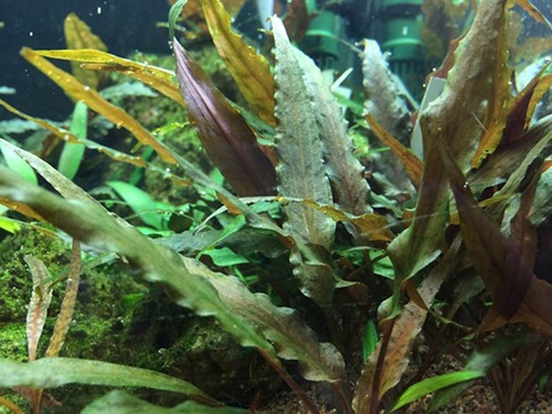 Tropica 1•2•Grow! Cryptocoryne undulatus "Red"
