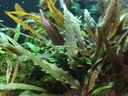 Tropica 1•2•Grow! Cryptocoryne undulatus "Red"