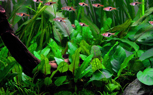 Tropica 1•2•Grow! Cryptocoryne wendtii "green"