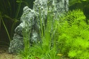 Tropica 1•2•Grow! Eriocaulon cinereum