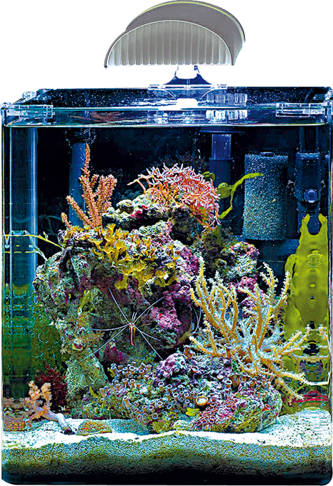 Dennerle Plafoniera Reef Light 36W 10000 K° e Blu attinica 2:2 per Nano Marinus