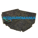 Shg Algarlic alga marina 20 Foglie