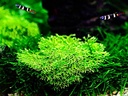 Tropica 1•2•Grow! Riccia Fluitans